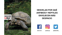 DESVELAN POR QUÉ REPTILES Y ANFIBIOS ENVEJECEN MÁS DESPACIO