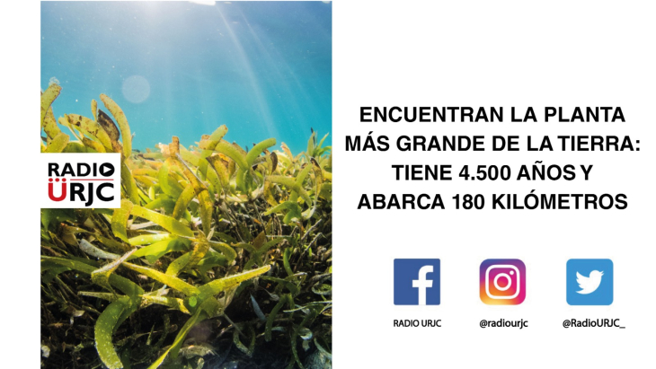 ENCUENTRAN LA MAYOR PLANTA DE LA TIERRA: TIENE 4.500 AÑOS Y ABARCA 180 KILÓMETROS